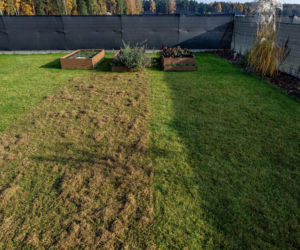 Wertykulacja trawnika