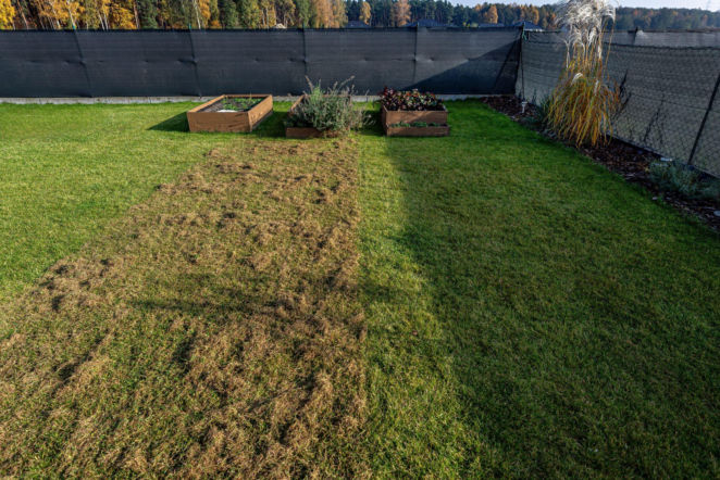 Wertykulacja trawnika