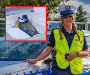 Niezwykła interwencja policjantki. Uratowała ranną sikorkę leżącą na środku ulicy