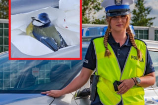 Niezwykła interwencja policjantki. Uratowała ranną sikorkę leżącą na środku ulicy