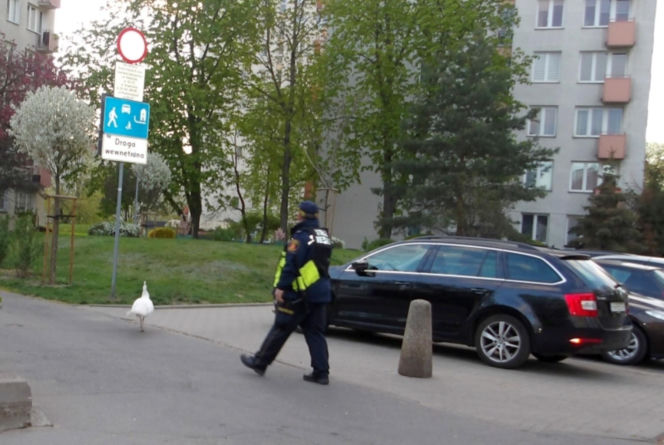 Niecodzienna eskorta strażników miejskich z Warszawy
