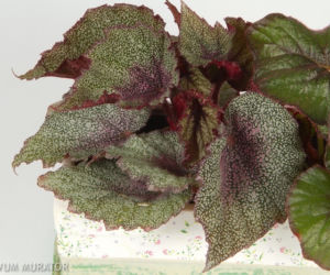 Begonia królewska