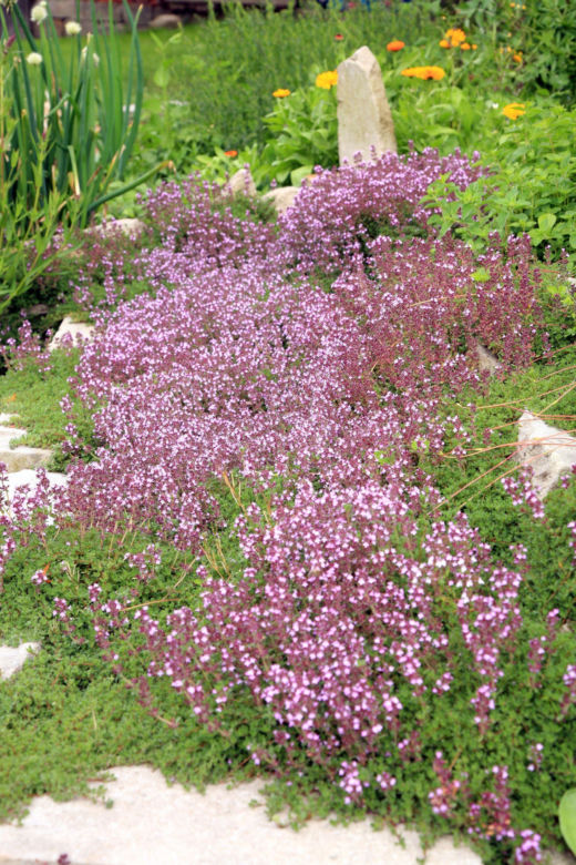 Macierzanka piaskowa