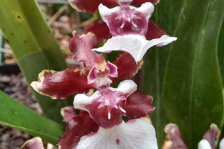 Ten storczyk pachnie, jak czekolada! Zniewala nie tylko wyglądem, ale i zapachem