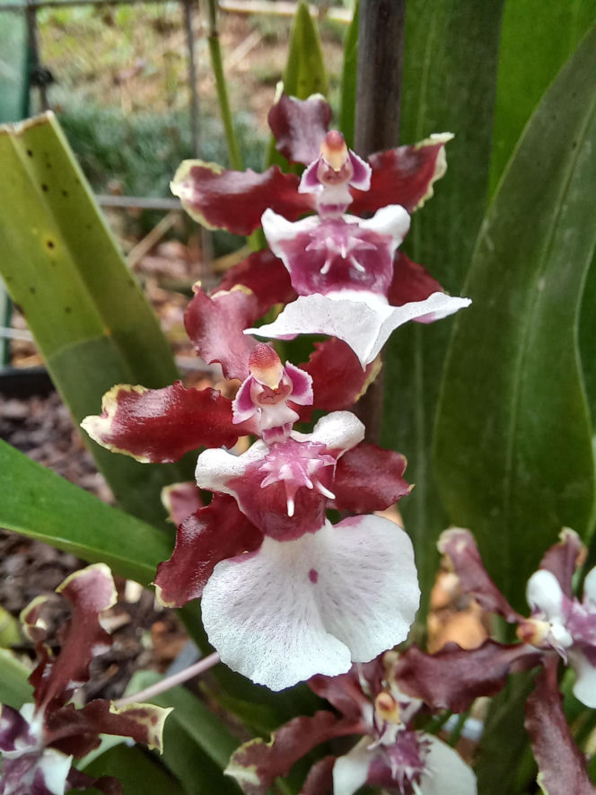 Ten storczyk pachnie, jak czekolada! Zniewala nie tylko wyglądem, ale i zapachem