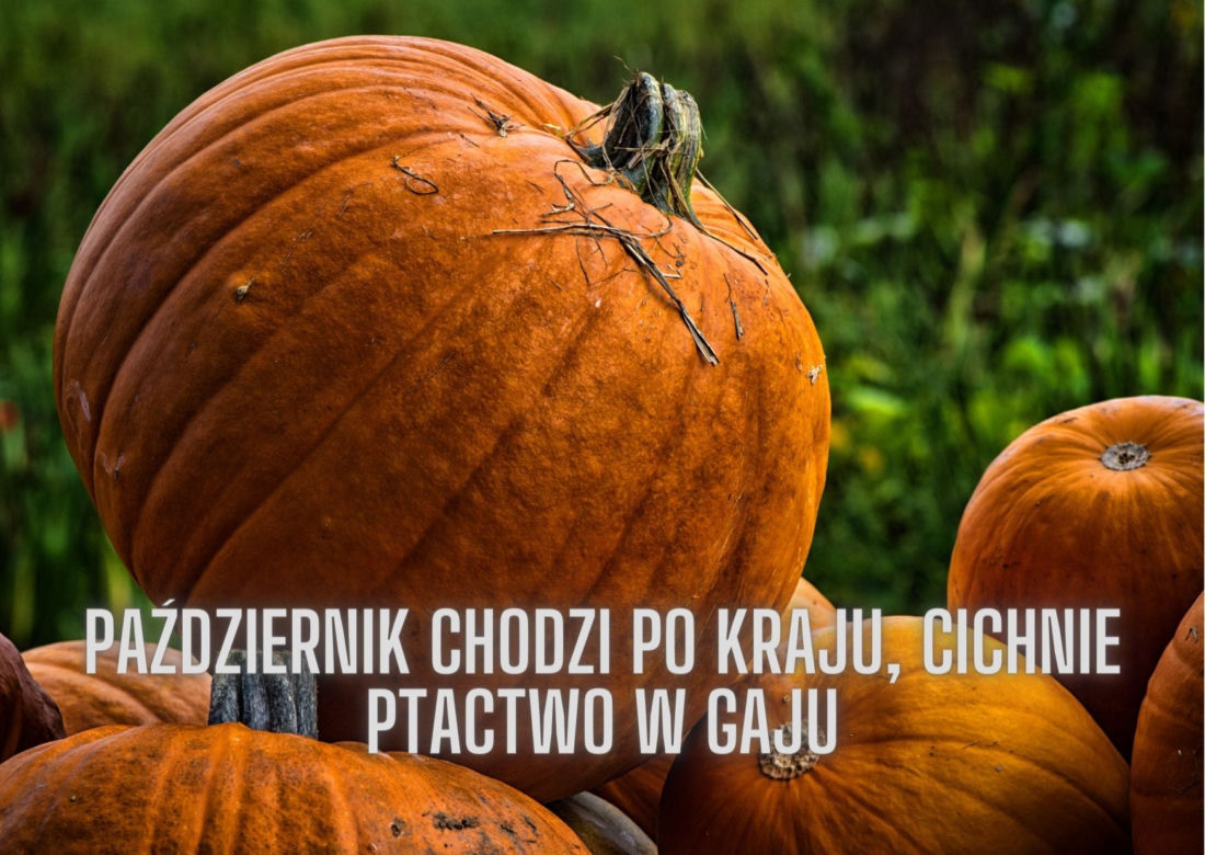 Jesienne przysłowia ludowe. Oto mądrości naszych dziadów!