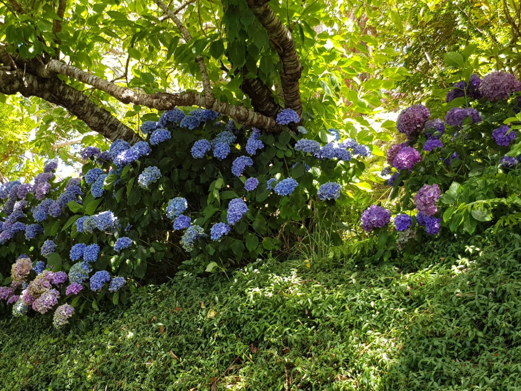 Kwiaty na cienisty balkon