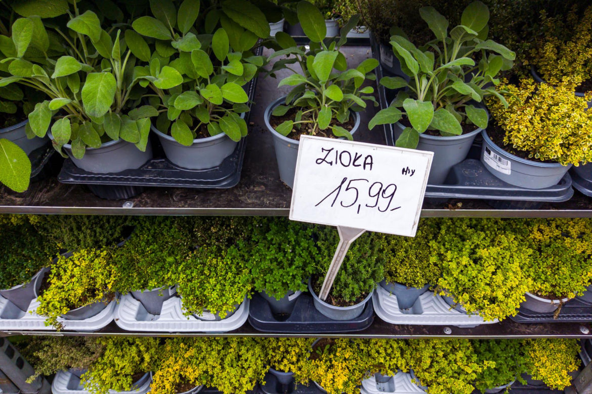 Zioła – 15,99 zł/szt.