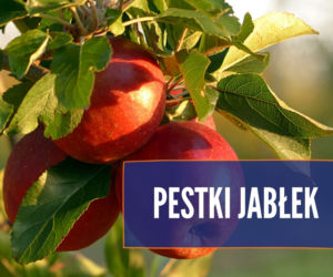 Czego nie może jeść pies? Te rzeczy mogą mu poważnie zaszkodzić! [LISTA]