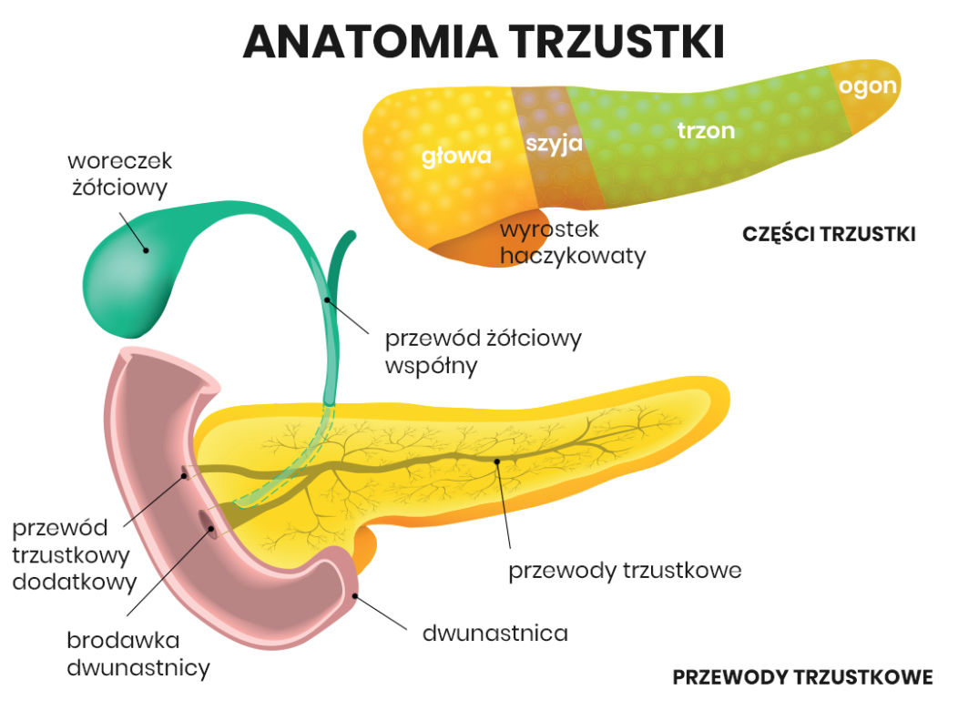 Anatomia trzustki