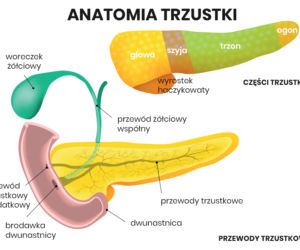 Anatomia trzustki
