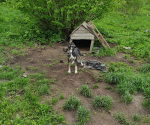 Bisztynek. Wyprowadzili się z domu zostawiając psy uwiązane na smyczy. Interweniował burmistrz