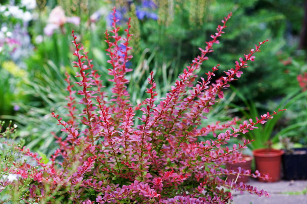 Czerwonolistny berberys