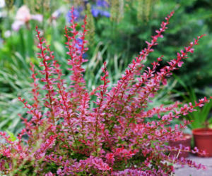 Czerwonolistny berberys