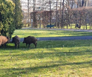 Dziki w mieście
