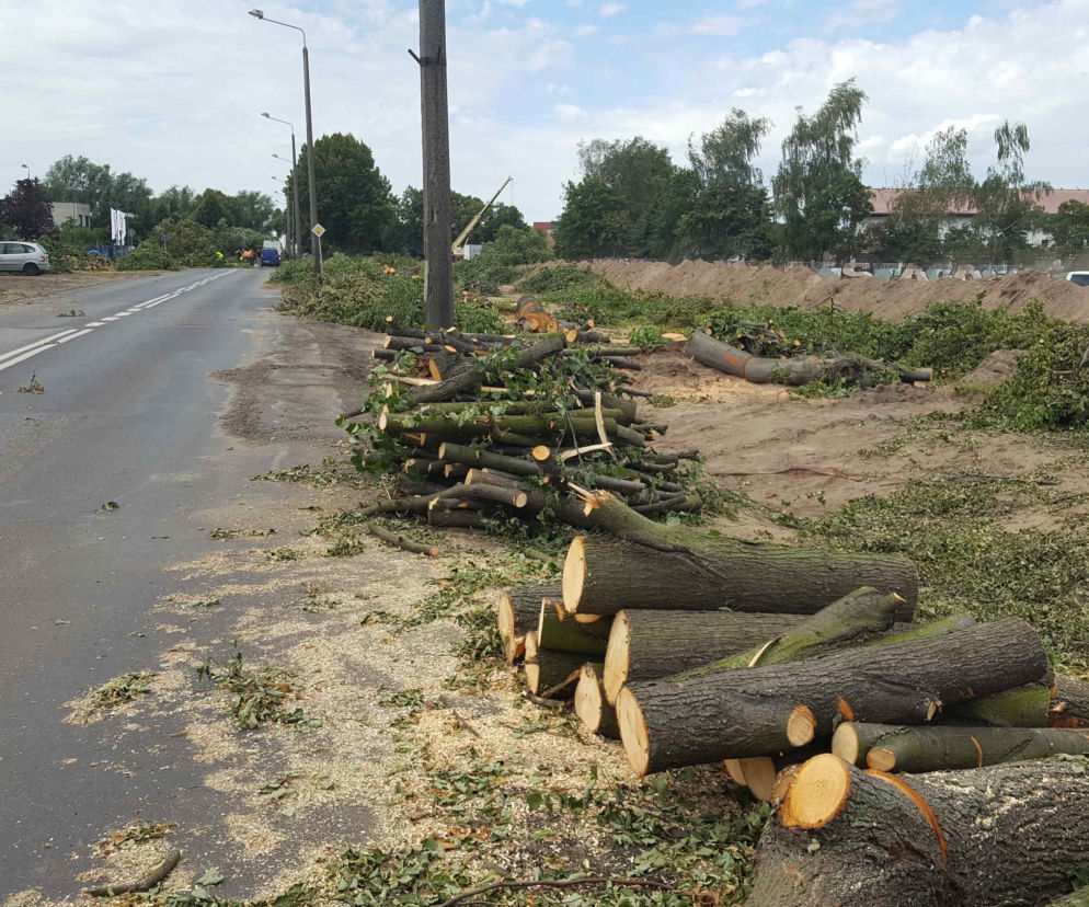 Starsze od niejednego mieszkańca Leszna. Dlaczego teraz wycinane są lipy na Szybowników?