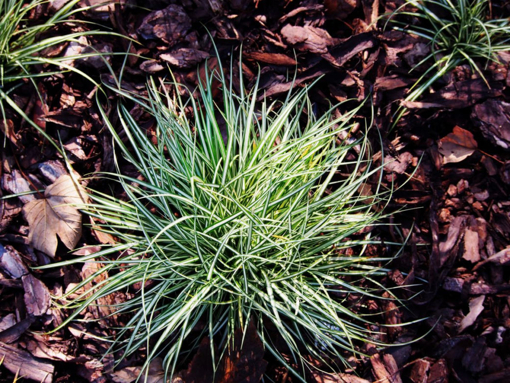 Turzyca ptasie łapki 'Variegata'
