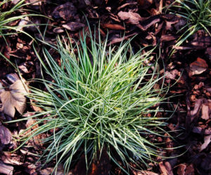 Turzyca ptasie łapki 'Variegata'