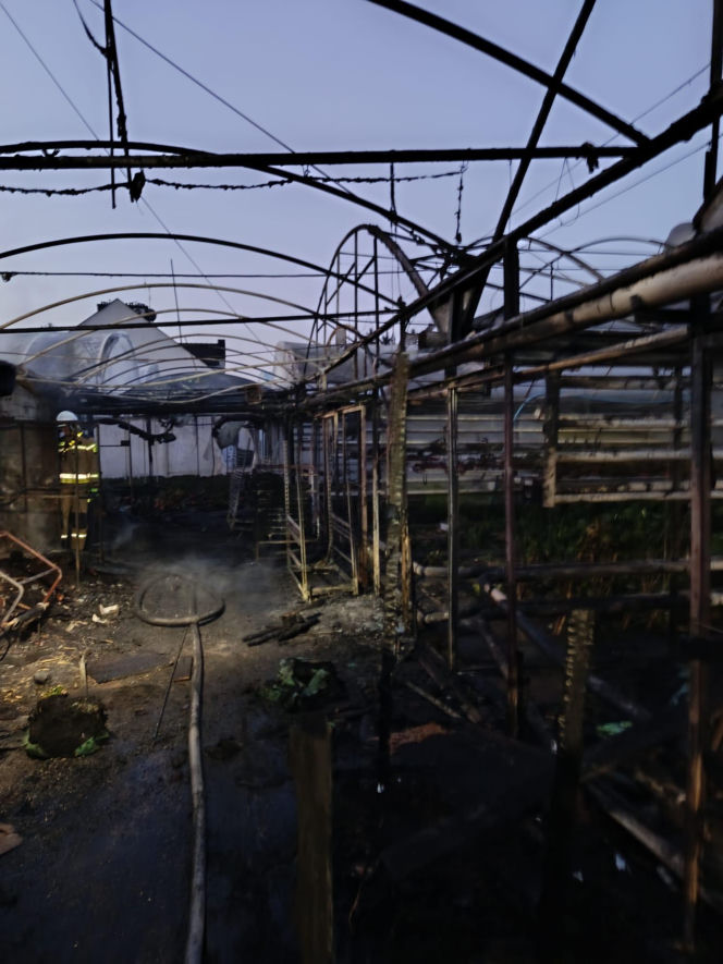 Pożar w zakładzie ogrodniczym w Lesznie. Jedna osoba została poszkodowana