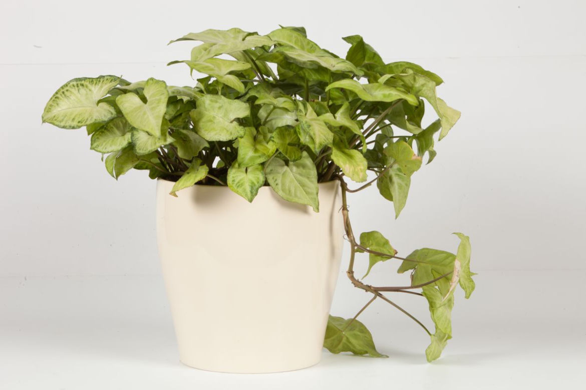 Rozmnażanie syngonium
