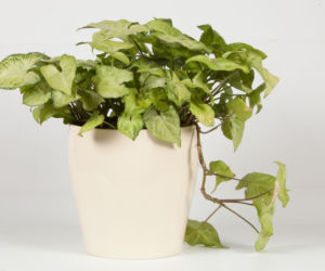 Syngonium