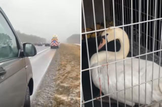 Łabędź wylądował na autostradzie i sparaliżował ruch. Gigantyczny korek na A6 i interwencja policji