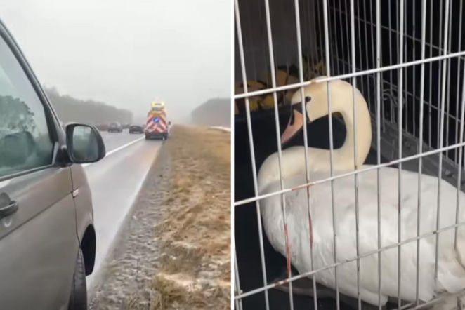 Łabędź wylądował na autostradzie i sparaliżował ruch. Gigantyczny korek na A6 i interwencja policji