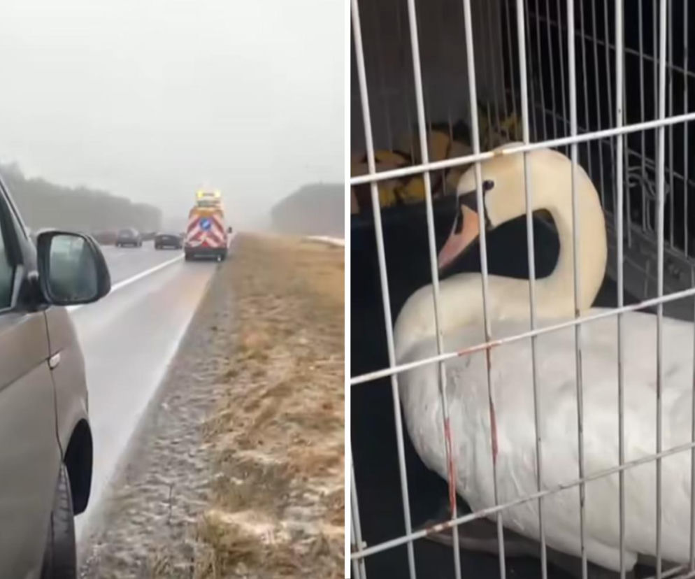 Łabędź wylądował na autostradzie i sparaliżował ruch. Gigantyczny korek na A6