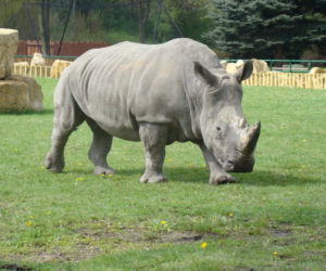 Tak wyglądają zwierzęta mieszkające w śląskim ZOO