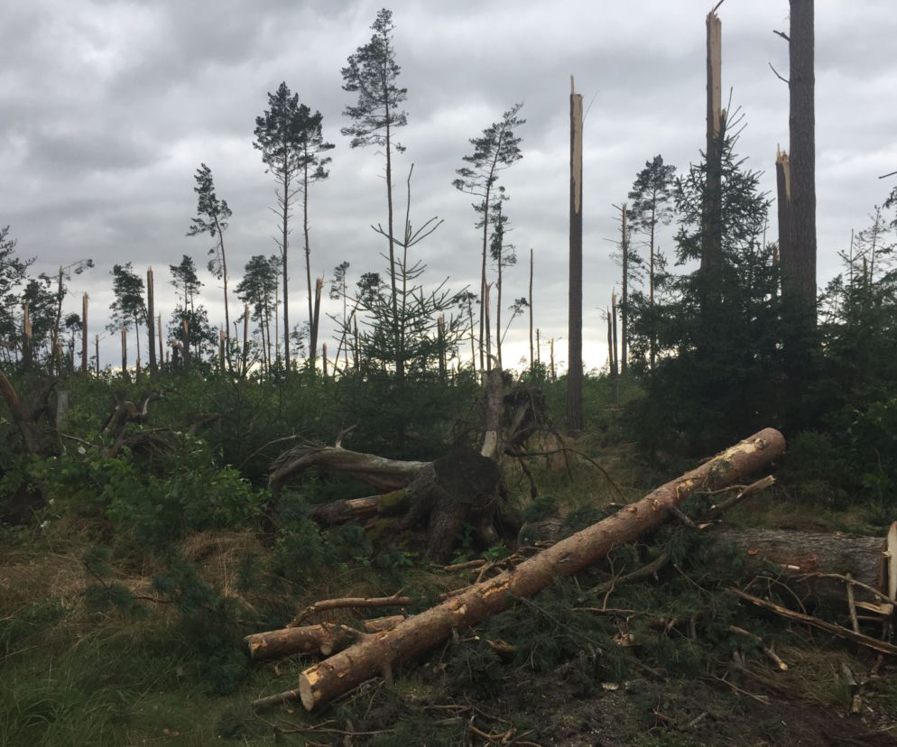 Lasy Państowe liczą straty