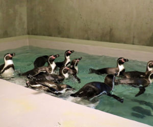 Chorzów: Otwarcie zoo i OGROMNA kolejka! Każdy chce zobaczyć pingwiny