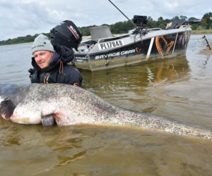 Sum-gigant złowiony pod Warszawą