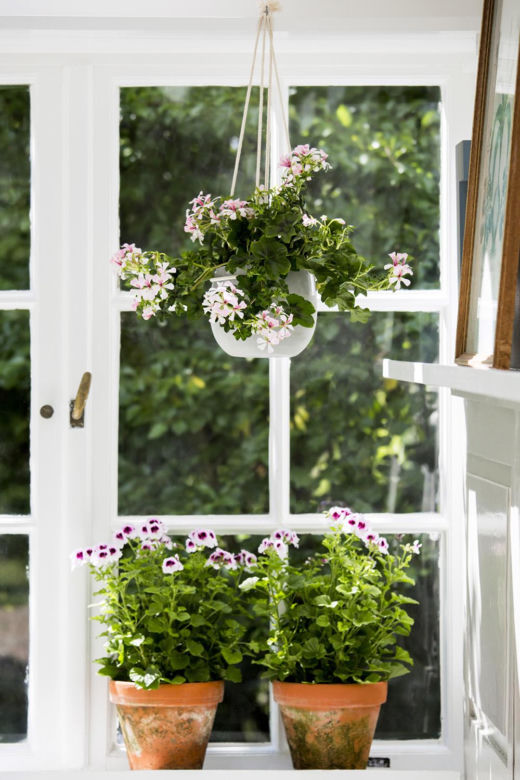 Pelargonia kaskadowa (pelatatum)