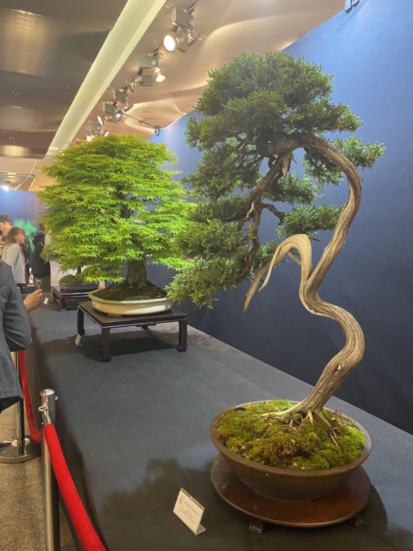 "Potworne Cuda", Światowa Wystawa Orchidei, Bonsai i Sukulentów oraz targi roślin na PGE Narodowym