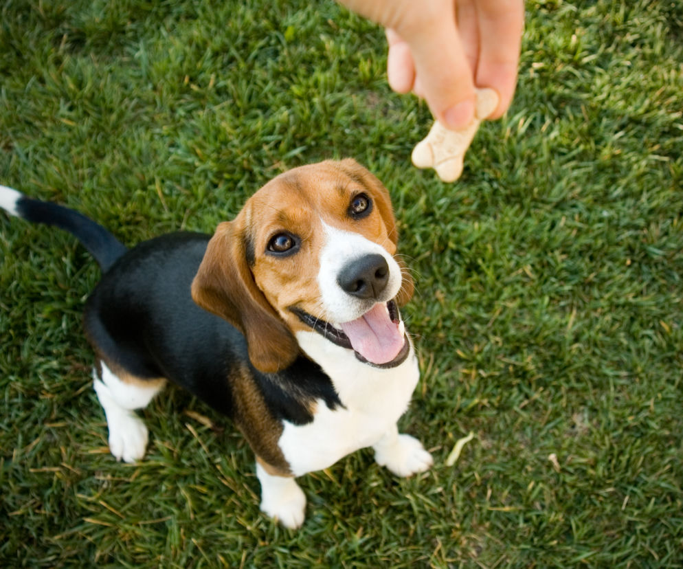 Beagle: ruchliwy rozrabiaka