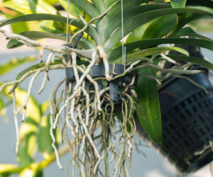 Jak powinny wyglądać korzenie storczyka i jak o nie dbać?