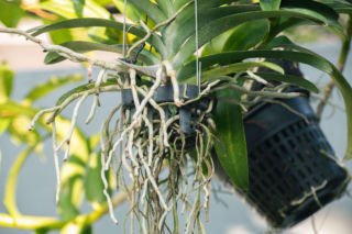 Weź 1 łyżeczkę i podlej marniejące na parapetach storczyki. Już po 2 tygodniach ujrzysz pąki, a kwiat będzie ładniejszy niż w kwiaciarni. Pielęgnacja storczyka 