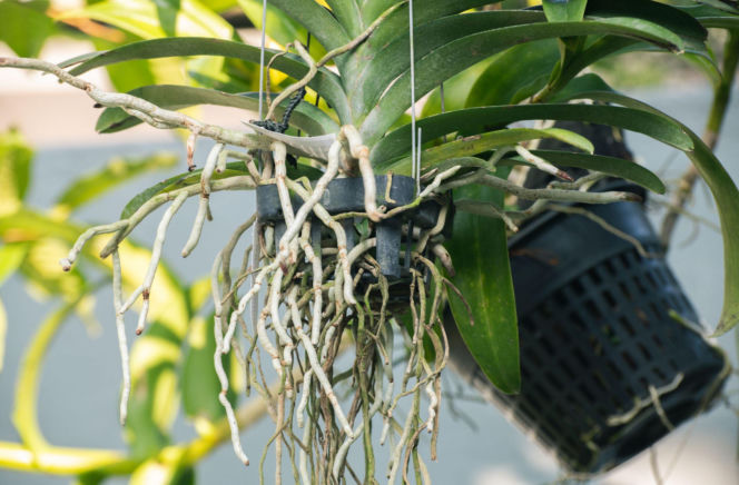 Spryskaj tym storczyka, a jeszcze w lutym ujrzysz nowe pąki. Storczyk wypuści kwiaty, jak nigdy wcześniej