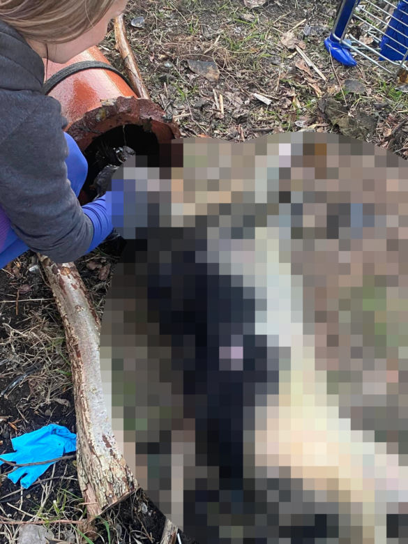 Ktoś w bestialski sposób zabił suczkę