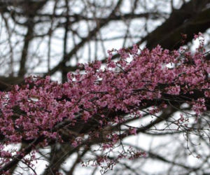 Wiśnia 'Okame', Prunus 'Okame'