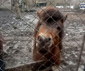 Znęcanie się nad zwierzętami w Bytomiu. 73-latek głodził kucyki i ptactwo