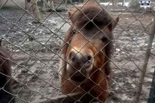 Mężczyzna celowo głodził kucyki i ptaki. Skrajnie nieodpowiednie warunki