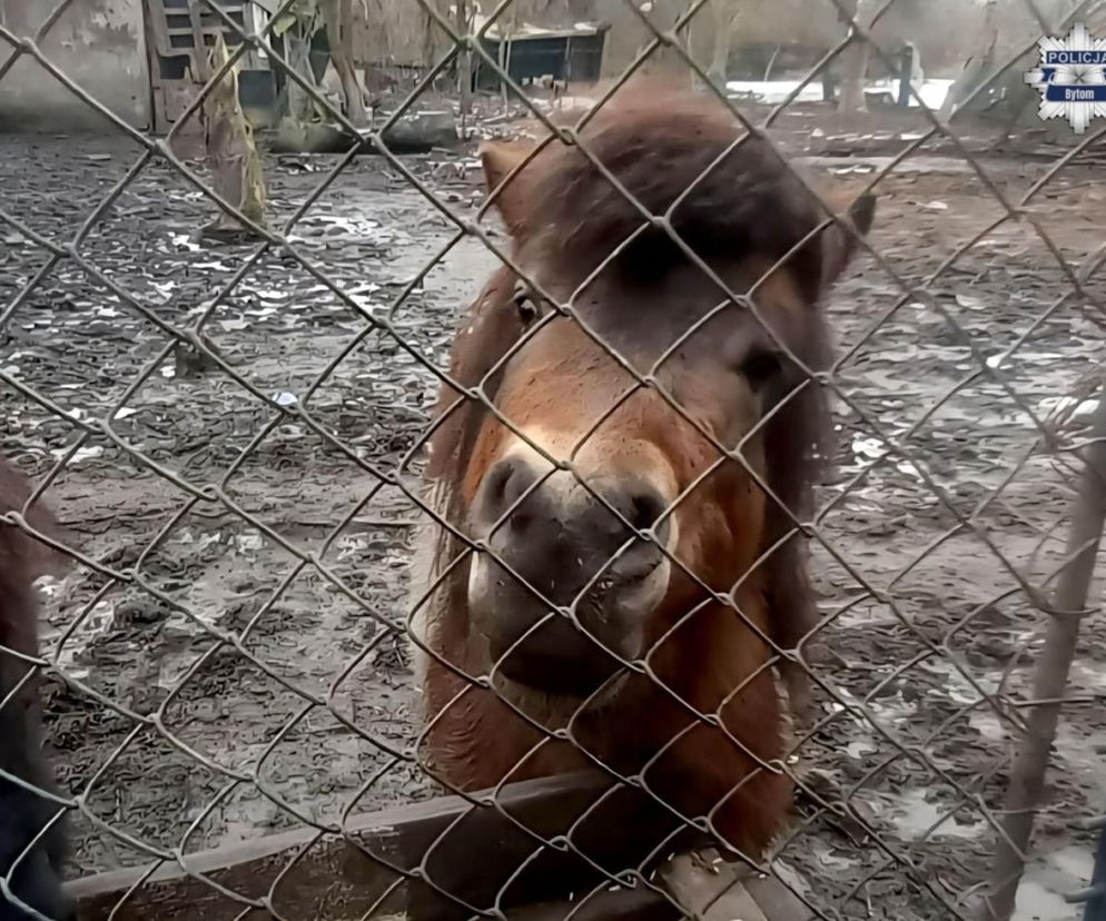 Mężczyzna celowo głodził kucyki i ptaki. Skrajnie nieodpowiednie warunki