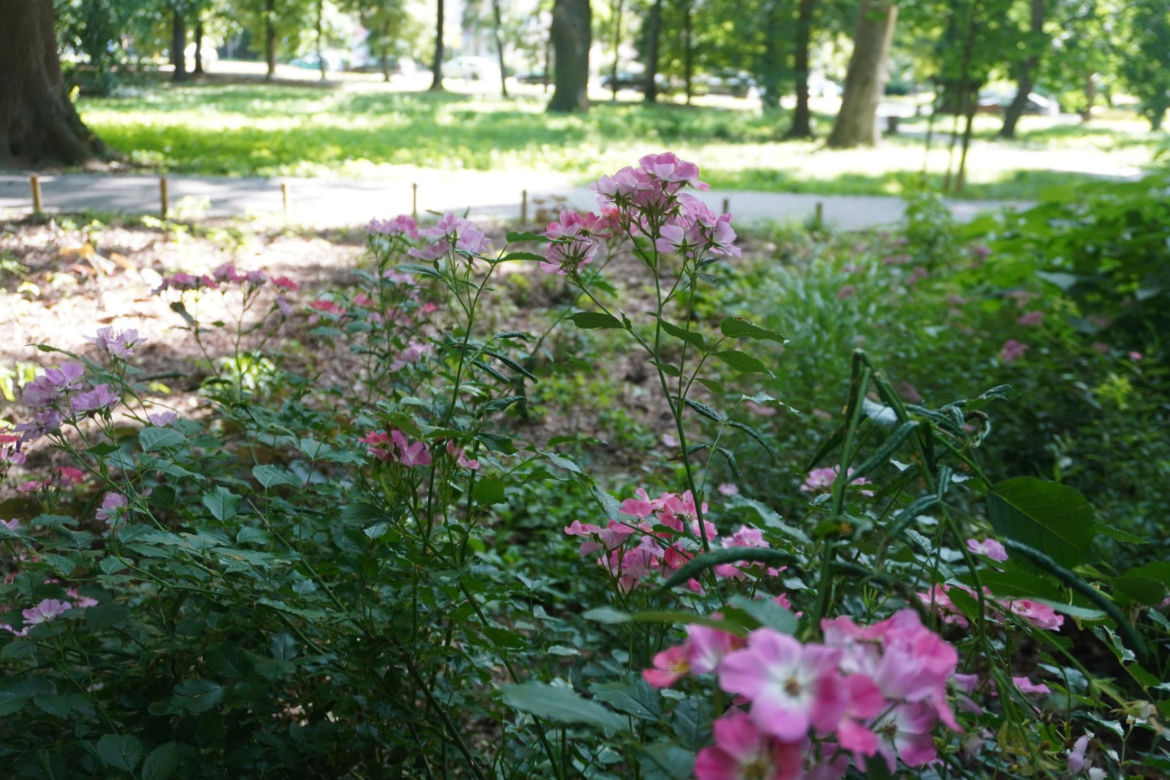 Park Miejski w Sandomierzu