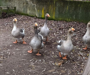 Półroczna Lusia udusiła się w paczce