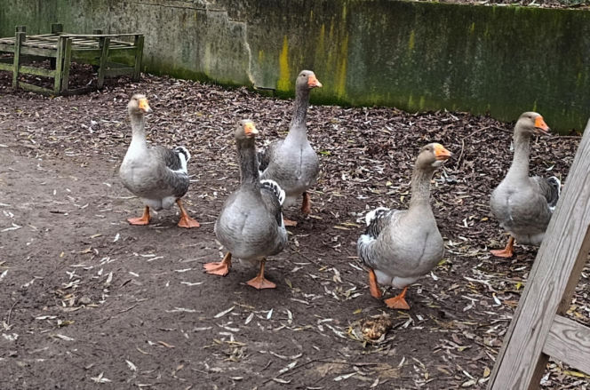 Półroczna Lusia udusiła się w paczce