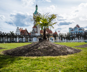 Palmy w Sopocie, zachęcają do spacerów [ZOBACZ ZDJĘCIA]