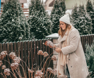 Co zrobić gdy hortensja zmarzła? Jak ją uratować?