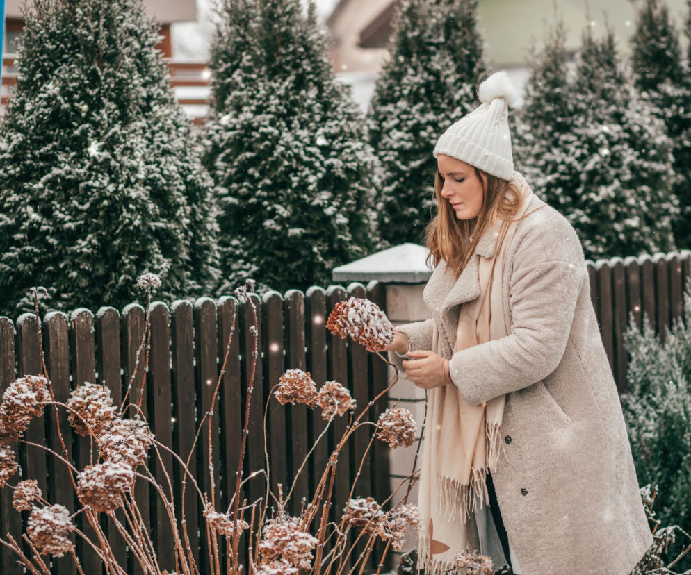 Co zrobić gdy hortensja zmarzła? Jak ją uratować?
