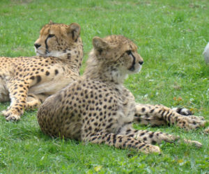 Tak wyglądają zwierzęta mieszkające w śląskim ZOO